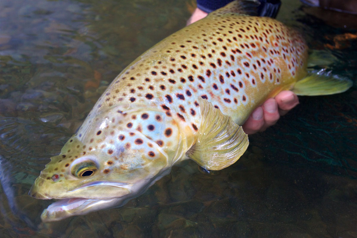 Fly Fishing Emerger Patterns <br> - Bob Wyatt's Flies