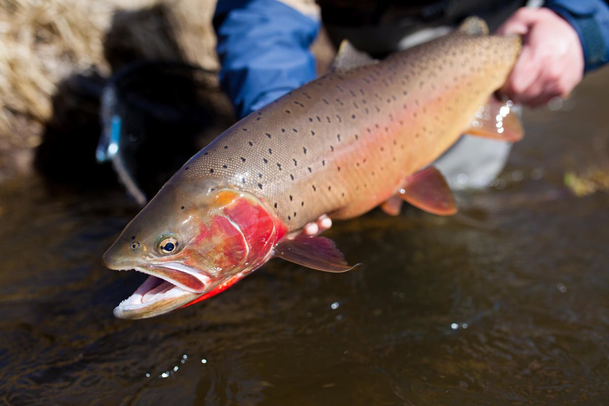 A Kiwi in the USA - Impressions of a New Zealander fishing Montana
