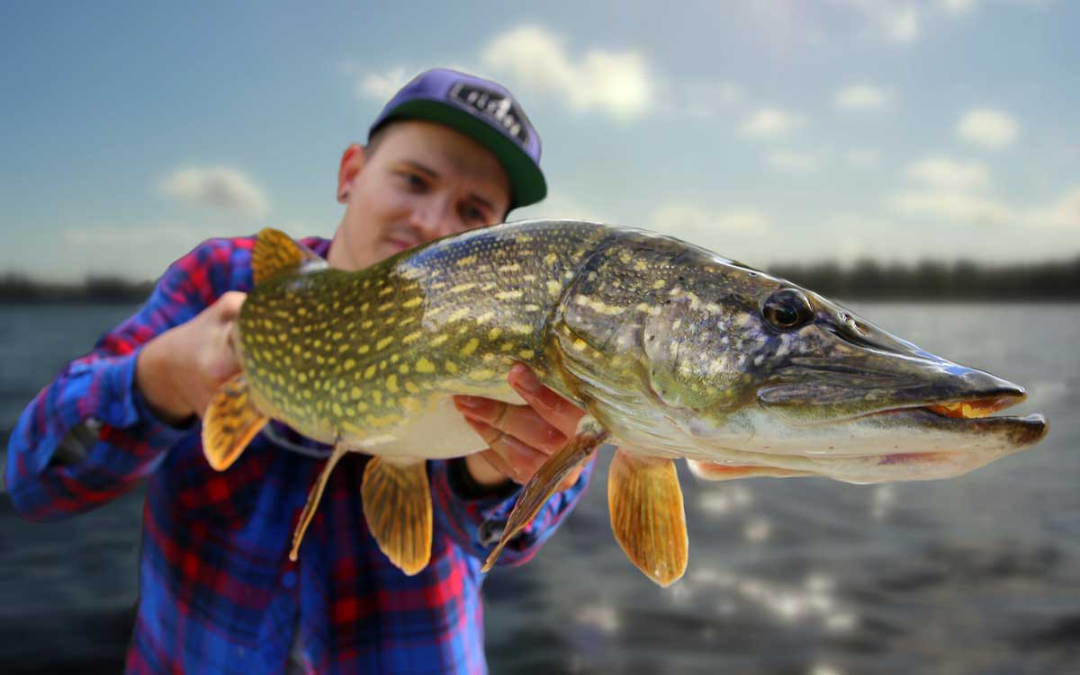 Fly Fishing For Pike Pike Fishing Flies