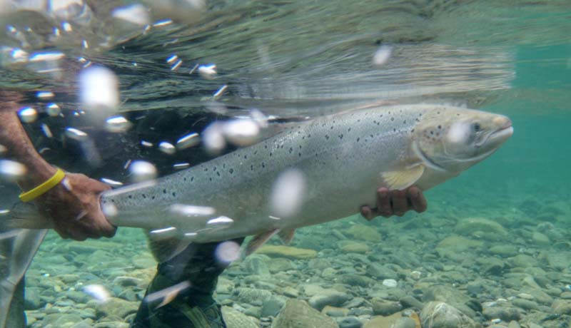 Atlantic Salmon
