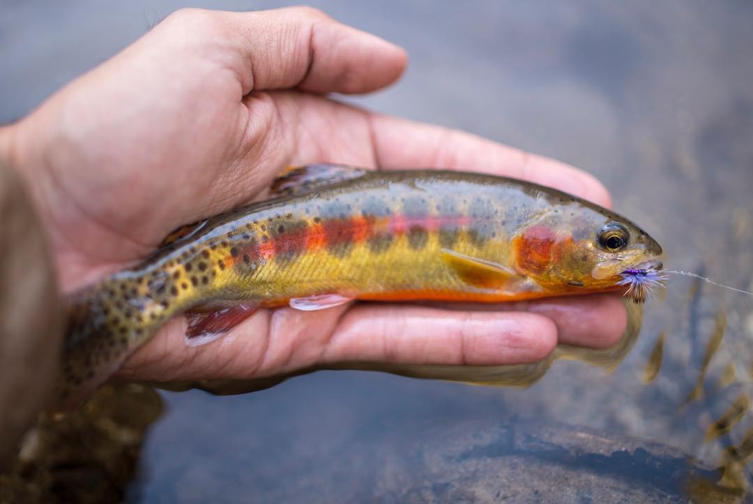 Native Trout. The "Chasing Natives" Initiative and why it matters to all of us.
