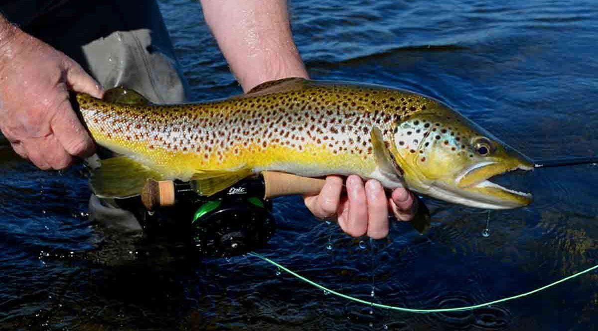 Fly fishing