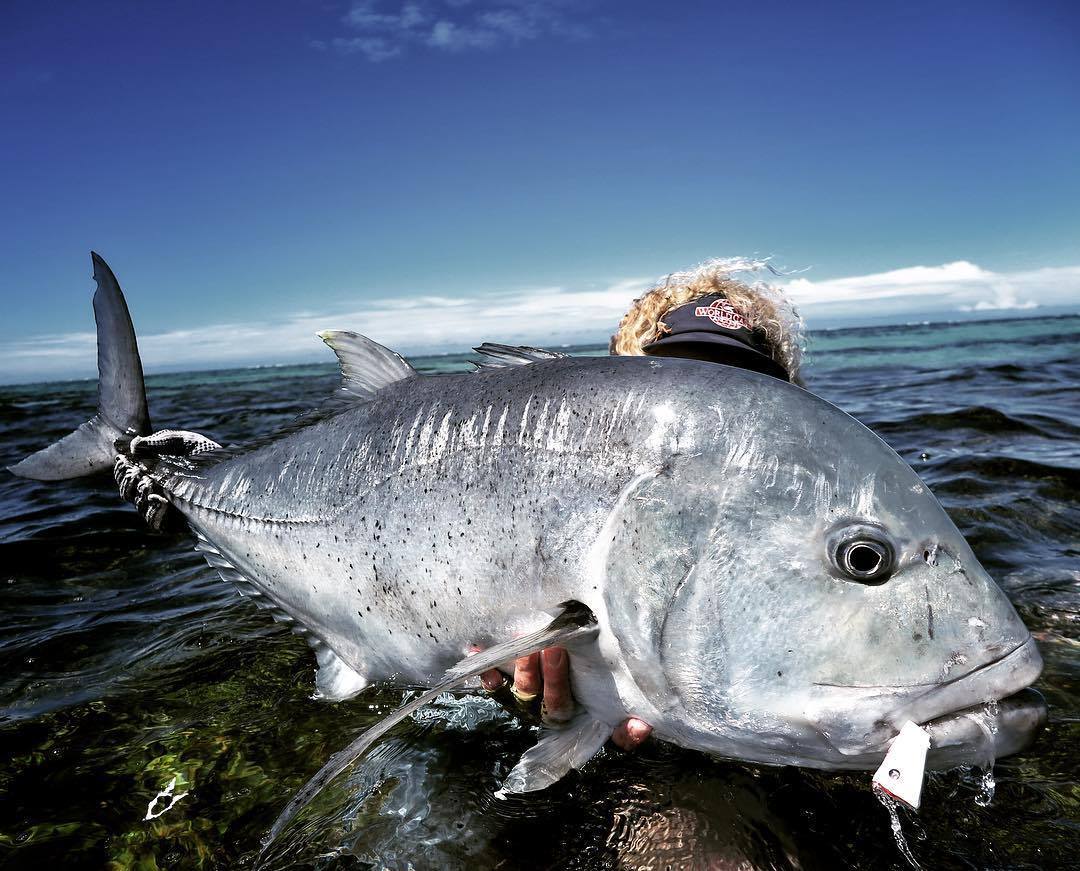 Giant Trevally