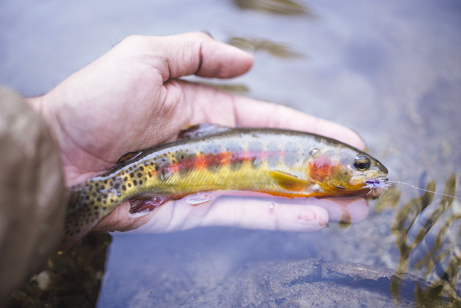 Cutthroat trout on fiberglass fly rods