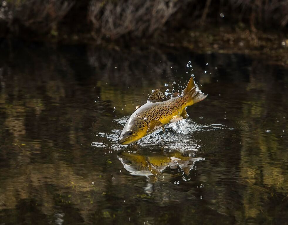 Fly Fishing Photography By Steven Ooi Epic Fly Rods Fly Rod Kits Photo 