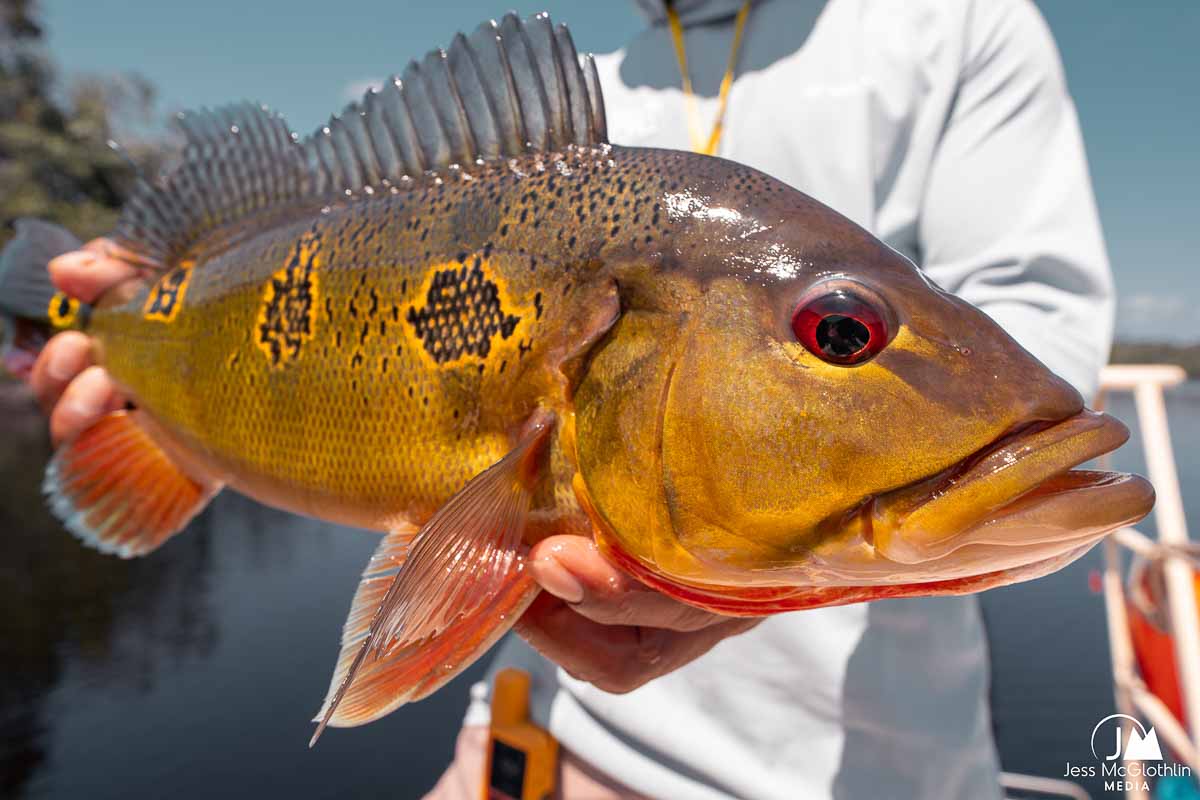 Peacock bass caught on the fly