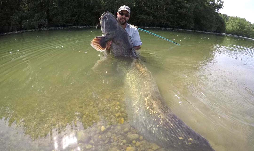 wels catfish on fiberglass fly rod epic boca grande 12 wt